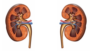 Anatomical drawing of a kidney